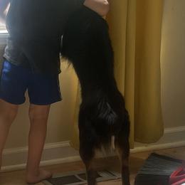 German Shepherd, Toy Australian Shepherd, and Yorkshire Terrier Puppies from CountryHart Kennels