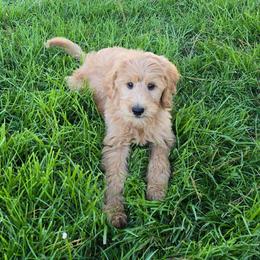 Eddie - Apricot male Goldendoodle puppy in Georgetown, Tennessee from Georgetown Designer & Purebred Puppies