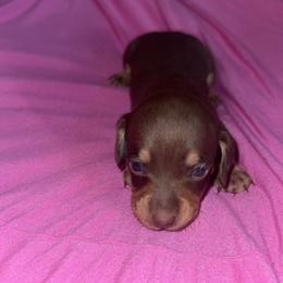 Chocolate female - Chocolate and tan female Dachshund puppy in Woodward, Oklahoma from Wiener Dreams Dachshunds