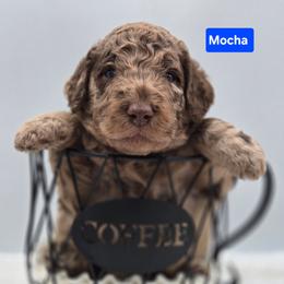 Mocha - Merle male Goldendoodle puppy in Summerville, South Carolina from Channys Doodles
