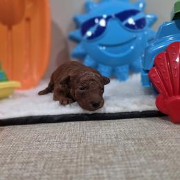 Banjo (CKC) - Red  male Poodle puppy in Rainbow City, Alabama from Spinks Poodles