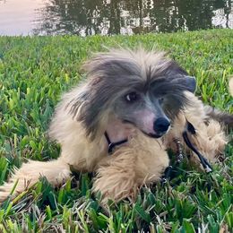 Puff Boy - Chinese Crested puppy from Halcyon Chinese Cresteds