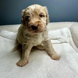 Willow - Yellow and white female Bernedoodle puppy in Holt, Missouri from Mindys Doodles