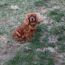 Stacy - Cavalier King Charles Spaniel