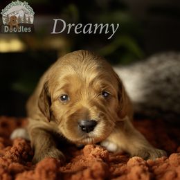 Light Blue Collar - Apricot male Australian Labradoodle puppy in Cashmere, Washington from Mountain Home Doodles