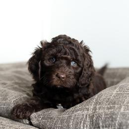Orange - Chocolate female Australian Labradoodle puppy in Williamstown, New York from Lewis Manor Labradoodles
