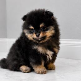 Black Bear 3500 - Black and tan male Pomeranian puppy in California from Pawsh Poms