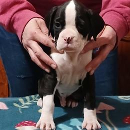 Shane - Brindle male Boxer puppy in Cannon Falls, Minnesota from Pattys Boxers and Bulldogs