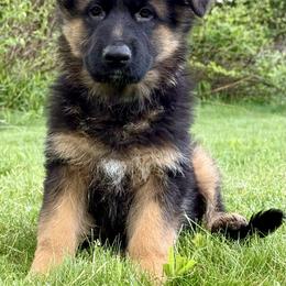 Romy - Black and red female German Shepherd puppy in Johnstown, Ohio from Vom Haus Neufus