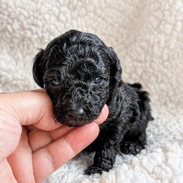 Taro - Silver male Poodle puppy in Marsing, Idaho from Araceli Toy Poodles