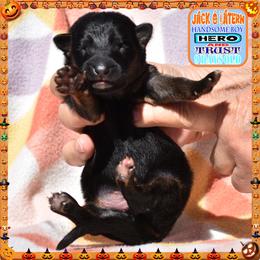 JACK O LANTERN - Black and red male German Shepherd puppy in Murrieta, California from Diamond Oaks German Shepherds