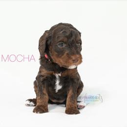 Australian Labradoodle Puppies from Providence Labradoodles