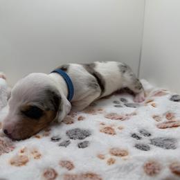 Bruno - Dapple male Dachshund puppy in Bakersfield, California from KC Doxies