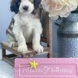 Aussiedoodle and Australian Shepherd Puppies from Dunroamin Farms Australian Shepherds and Aussiedoodles