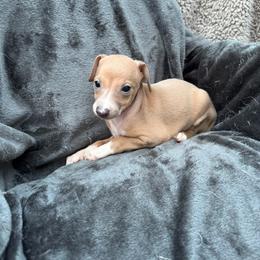 Bingo - Red male Italian Greyhound puppy in Wilkes Barre, Pennsylvania from Laraz Pupz