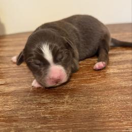 Girl Red Tri 1 - Red tri female Miniature Australian Shepherd puppy in Danville, Alabama from A&L Farms