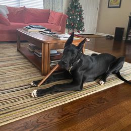 Spirit - Great Dane puppy from Follow My Lead Great Danes