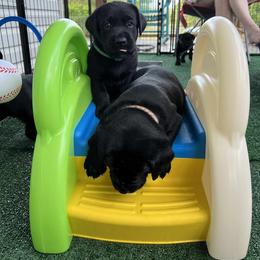 Labrador Retriever Puppies from Cornish Mountain Labradors