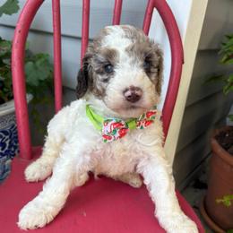 Crinkle - Parti male Goldendoodle puppy in Camden, North Carolina from Oopsie Doodles of NC