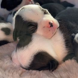 Boston Terrier Puppies from Candi's Boston Terriers