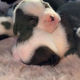 Boston Terrier Puppies from Candi's Boston Terriers