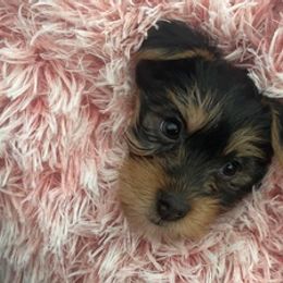 Yorkshire Terriers from Lacey Luxe Breeding- Yorkshire Terriers