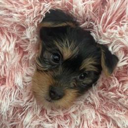 Yorkshire Terriers from Lacey Luxe Breeding- Yorkshire Terriers
