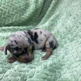 Isla - Dapple female Dachshund puppy in Richmond, Virginia from Paw Prints