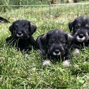 Standard Schnauzer Puppies from Highbrow Standard Schnauzers