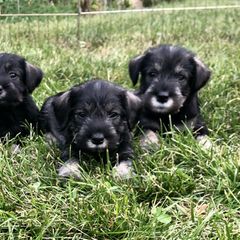 Standard Schnauzer Puppies from Highbrow Standard Schnauzers