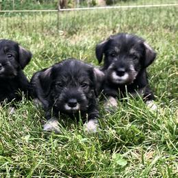 Standard Schnauzer Puppies from Highbrow Standard Schnauzers