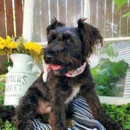 Luna - Miniature Schnauzer