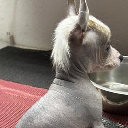 Chihuahua and Chinese Crested Puppies from Western Kentucky Chihuahua’s and Chinese Crested’s