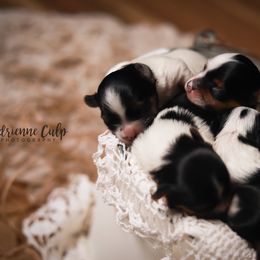 Biewer Terrier Puppies from Imperial BabyDoll Biewers