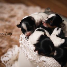 Biewer Terrier Puppies from Imperial BabyDoll Biewers