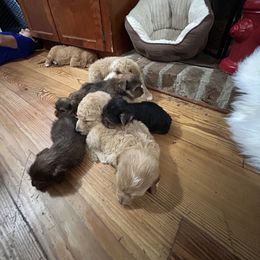Goldendoodle and Yorkshire Terrier Puppies from Pups of the Lowcountry