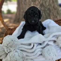 Girl 4 - female Poodle puppy in Columbia, South Carolina from Tommy Jones