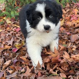 Australian Shepherd Puppies from Drummond Aussies