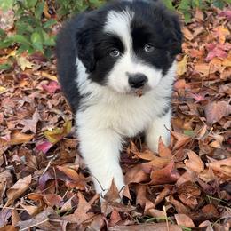 Australian Shepherd Puppies from Drummond Aussies