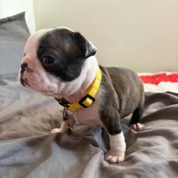 Yellow collar - Black brindle and white male Boston Terrier puppy in Sunnyside, Washington from Boston Terriers