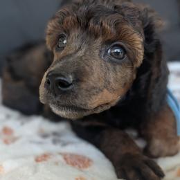 Blue Girl - Brindle female Poodle puppy in Hillsboro, Illinois from Sarah's Poodles