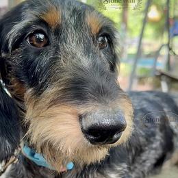 Dachshunds from StoneWall Dachshunds