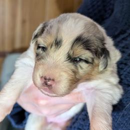 ChuChu - Blue merle female Australian Shepherd puppy in Woodinville, Washington from Cornerstone Australian Shepherds