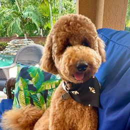 Remy - Goldendoodle