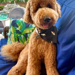 Remy - Goldendoodle
