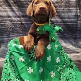 Teddy - Chocolate male Labrador Retriever puppy in Bemidji, Minnesota from Northern Star Elite Quality Labrador Retrievers