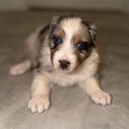 Rosie - Blue merle female Miniature Australian Shepherd puppy in Hillsboro, Texas from H&J Aussies