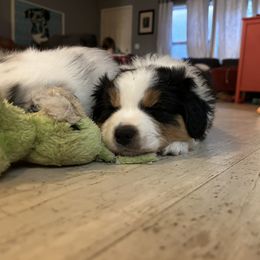 Australian Shepherd Puppies from Cherry City Kennels