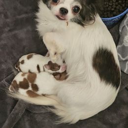 Smores - Chocolate and white male Chihuahua puppy in Joliet, Illinois from Chihuahua and frenchie favs