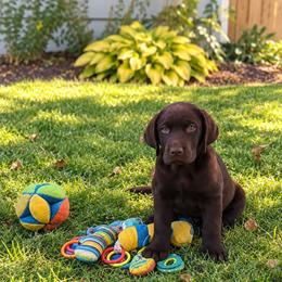 Pink - Chocolate female Labrador Retriever puppy in Wauconda, Illinois from Oksana's Labrador Retrievers